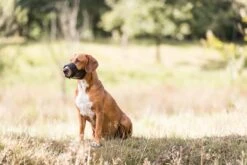 Trixie Muilkorf Polyester Met Gaas Inzet Zwart (M 19-26 CM) -Hondenproducten 1200x800 35