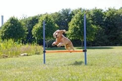 Trixie Dog Activity Agility Horde - Blauw/Oranje - 123 X 115 X 3 Cm 15 Trixie Dog Activity Agility Horde - Blauw/Oranje - 123 X 115 X 3 Cm -Hondenproducten 1200x800 55