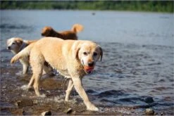 Chuckit! Ultra Ball L – Honden Speelgoed – Apporteren – Drijft Op Water – Stuitert – Veilig Voor Gebit – Honden Bal – Ideaal Met De Ballenwerper – Ø 7cm – Oranje/Blauw – Apporteerspeelgoed – 2-Pack -Hondenproducten 1200x800 58