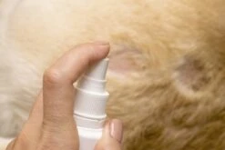 Petoxil Pet Spray Met Colloïdaal Zilver Is Speciaal Ontworpen Voor Gebruik Op Alle (huis) Dierensoorten. Revolutionair In Hygiëne 9 Petoxil Pet Spray Met Colloïdaal Zilver Is Speciaal Ontworpen Voor Gebruik Op Alle (huis) Dierensoorten. Revolutionair In Hygiëne -Hondenproducten 1200x800 7