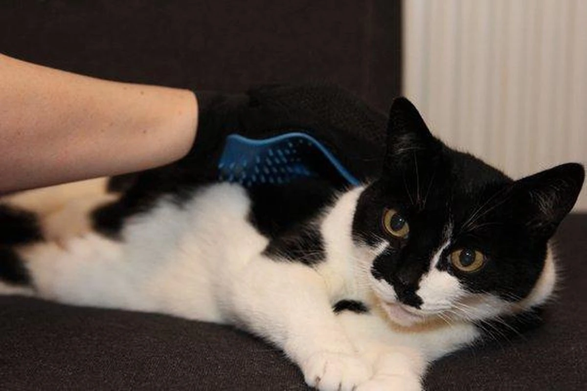 Merkloos Vachtverzorgingshandschoen 12 Merkloos Vachtverzorgingshandschoen - Afbeelding 10