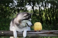 Gouda Kaas - Hondenspeelgoed 5 Gouda Kaas - Hondenspeelgoed -Hondenproducten 1200x802 10