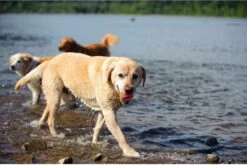 Chuckit! Chuckit Ultra Ball Hondenspeelgoed - Oranje - M - 2 Ballen - Ø 6cm -Hondenproducten 1200x804 2