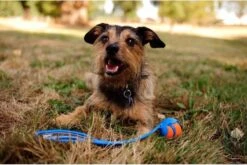 Chuckit! Chuckit Pro Ball - Werpstok - Apporteren- 25m Ver - 63 Cm -Hondenproducten 1200x804 3