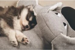 Beeztees Puppy Boomba XL - Hondenspeelgoed - Grijs - 70x40x21 Cm -Hondenproducten 1200x806 3