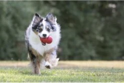 Kong Kauwbot - Hondenspeelgoed - Rood - S 23 Kong Kauwbot - Hondenspeelgoed - Rood - S -Hondenproducten 1200x806 5
