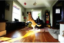 Chuckit! Chuckit Indoor Ball -Hondenproducten 1200x811 6