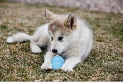 Kong Puppy - Hondenspeelgoed - Assorti - L -Hondenproducten 1200x818 3