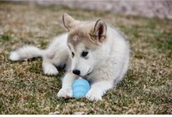 Kong Puppy - Kauwbot Hondenspeelgoed Small - Kauwbot - 85mm X 42mm - Groen/Wit -Hondenproducten 1200x818 5