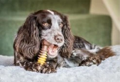 Nylabone Extreme Kauwbot Met Rund- En Kaassmaak - Voor Krachtige Kauwers - In S/M/XL - X-Large -Hondenproducten 1200x823