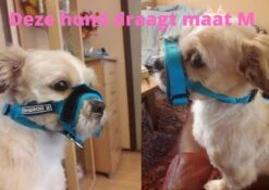 Sharon B Muilkorf Paars Maat M - Fleece - Wasbaar - Reflecterend -Hondenproducten 1200x852 2