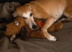 Merkloos Hondenknuffel - Puppyknuffel Met Hartslag - Knuffel Met Hartslag - Antistress Hond - Hondenspeelgoed 17 Merkloos Hondenknuffel - Puppyknuffel Met Hartslag - Knuffel Met Hartslag - Antistress Hond - Hondenspeelgoed -Hondenproducten 1200x875 2