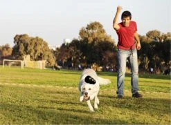 Kong Extreme - Hondenspeelgoed - Zwart - XL -Hondenproducten 1200x881 3