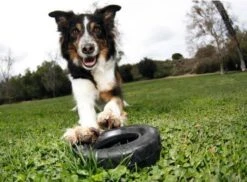 Kong Traxx Hondenspeelgoed - Rubber - M/L- Zwart -Hondenproducten 1200x886 2