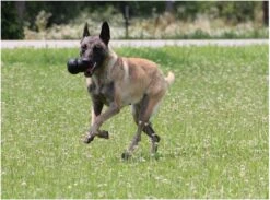 Kong Extreme 27 Kong Extreme -Hondenproducten 1200x887 3