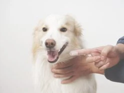 Merkloos Hond - Poes - Baby Tandenborstel - Gebitsverzorging ® -Hondenproducten 1200x908 3