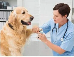 Woodoro Nagelknipper Nagelvijl Nagelschaar Voor Hond En Kat - Incl. Veiligheidsstop -Hondenproducten 1200x928 3