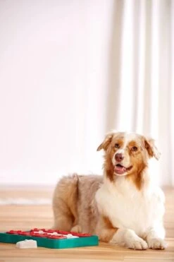 Nina Ottosson - Hondenspel - Dog Brick -Hondenproducten 799x1200 6