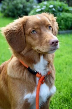 Rebel Petz - Honden Trainingslijn Met Halsband - Taupe, Zwart, Groen & Oranje - Maat Small Of Large - Kleur: Taupe, Maat: Large -Hondenproducten 800x1200 2