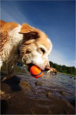 Chuckit! Ultra Ball L – Honden Speelgoed – Apporteren – Drijft Op Water – Stuitert – Veilig Voor Gebit – Honden Bal – Ideaal Met De Ballenwerper – Ø 7cm – Oranje/Blauw – Apporteerspeelgoed – 2-Pack -Hondenproducten 800x1200 24