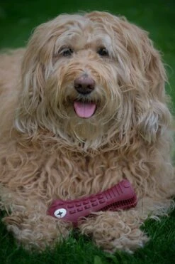 Tandenborstel Hond Melk Geur Smaak En Piep Honden Speelgoed Dog Toy - Krokodil Groen - Dutchwide -Hondenproducten 800x1200 32