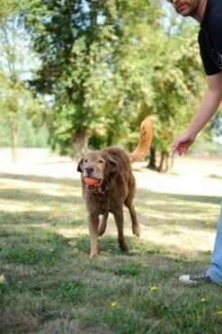 Chuckit! Chuckit Ultra Ball Hondenspeelgoed - Oranje - M - 2 Ballen - Ø 6cm -Hondenproducten 800x1200 35