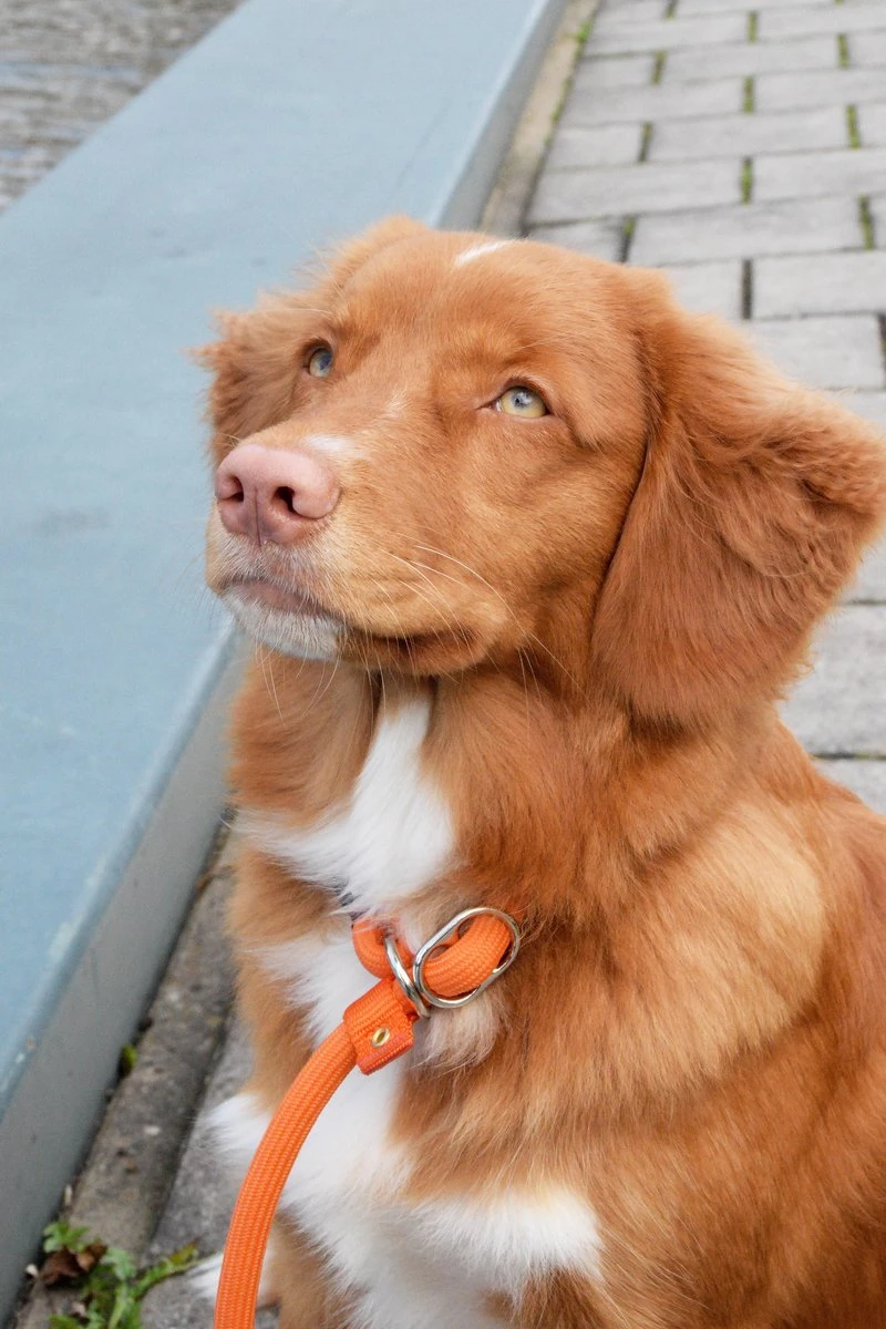 Rebel Petz - Honden Trainingslijn Met Halsband - Taupe, Zwart, Groen & Oranje - Maat Small Of Large - Kleur: Zwart, Maat: Large 15 Rebel Petz - Honden Trainingslijn Met Halsband - Taupe, Zwart, Groen & Oranje - Maat Small Of Large - Kleur: Zwart, Maat: Large - Afbeelding 13