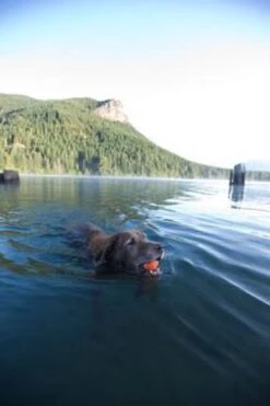 Chuckit! Ultra Ball XL – Honden Speelgoed – Ø 9 Cm – Oranje/Blauw – Apporteerspeelgoed – 1-Pack 22 Chuckit! Ultra Ball XL – Honden Speelgoed – Ø 9 Cm – Oranje/Blauw – Apporteerspeelgoed – 1-Pack -Hondenproducten 800x1200 40