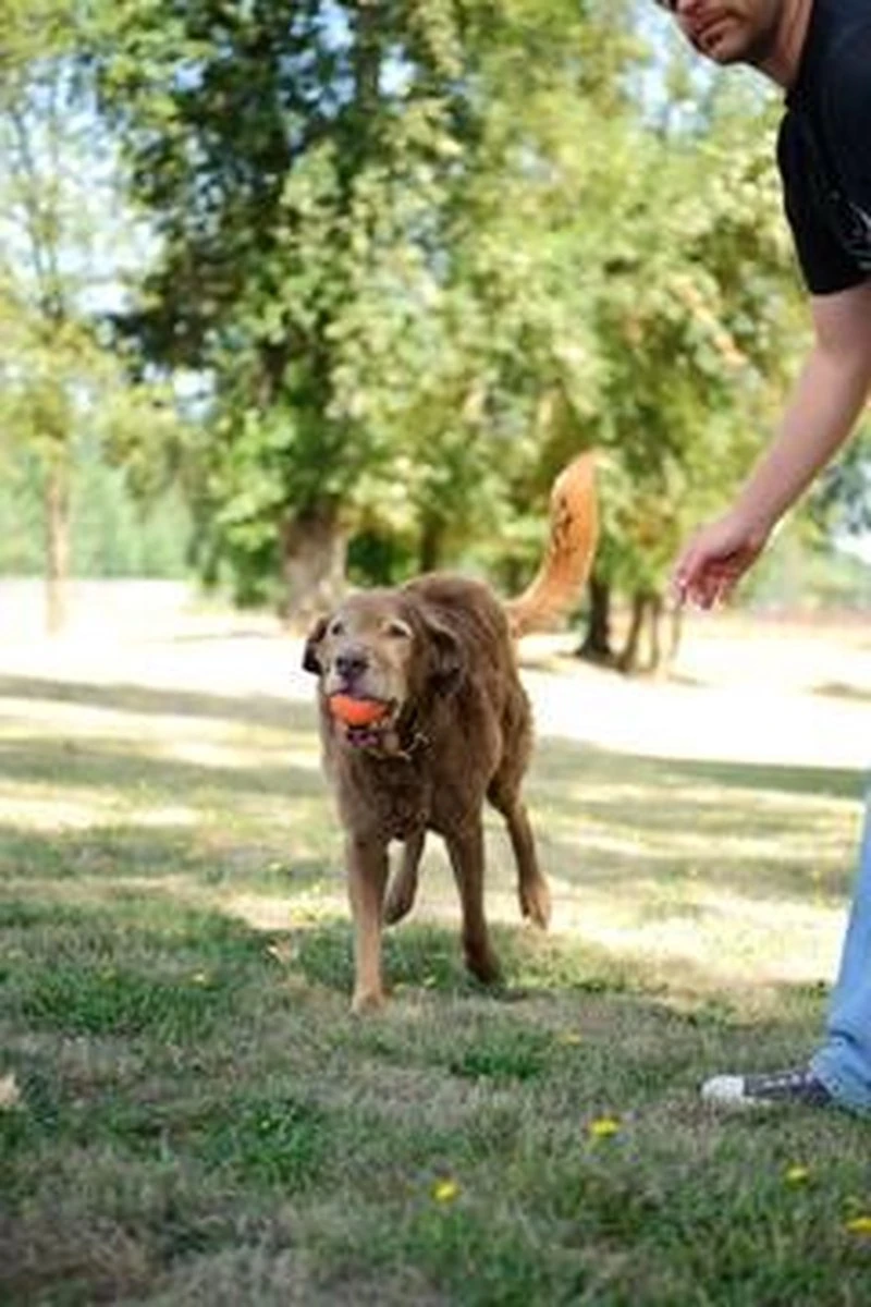 Chuckit! Ultra Ball XL – Honden Speelgoed – Ø 9 Cm – Oranje/Blauw – Apporteerspeelgoed – 1-Pack 11 Chuckit! Ultra Ball XL – Honden Speelgoed – Ø 9 Cm – Oranje/Blauw – Apporteerspeelgoed – 1-Pack - Afbeelding 9