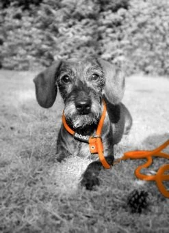 Rebel Petz - Honden Trainingslijn Met Halsband - Taupe, Zwart, Groen & Oranje - Maat Small Of Large - Kleur: Zwart, Maat: Large 38 Rebel Petz - Honden Trainingslijn Met Halsband - Taupe, Zwart, Groen & Oranje - Maat Small Of Large - Kleur: Zwart, Maat: Large -Hondenproducten 870x1200 1