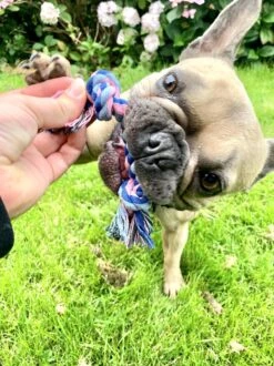 Flostouw Hond - Puppy - 18cm - Hondenspeelgoed - Mini - 2 Knopen - 23gram - Mini - Roze/Blauw -Hondenproducten 899x1200 15