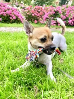 Flostouw Hond - Puppy - 18cm - Hondenspeelgoed - Mini - 2 Knopen - 23gram - Mini - Roze/Blauw -Hondenproducten 899x1200 16