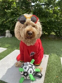 Honden Speelgoed Bal Voetbal Extra Sterk Met Handvaten Ball Hondenbal - 15 Cm - Dutchwide -Hondenproducten 899x1200 17