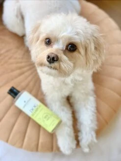 Fresh & Fluffy - Hondenshampoo Kamille / Patchouli - Geschikt Voor Alle Hondenrassen - Natuurlijk & Vegan Voor De Gevoelige Huid - 250ml -Hondenproducten 899x1200 4