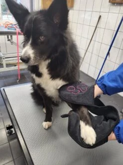 N4dogs – Hondenhanddoek – Honden Handdoek – Microvezel Handdoek – Handdoek Hond – Droogdoek Hond – Dierendeken – Sterk Absorberend – Handdoek Met Zakken - Zwart - 66 X 23 Cm -Hondenproducten 900x1200 14