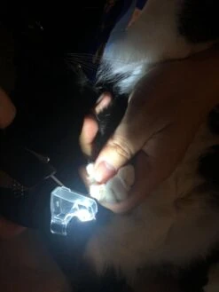 SunnyPets - Professionele Dieren Nagelknipper - Wit - Met LED En Vijl - Hond - Kat - Geschikt Voor Alle - Nageltang 12 SunnyPets - Professionele Dieren Nagelknipper - Wit - Met LED En Vijl - Hond - Kat - Geschikt Voor Alle - Nageltang -Hondenproducten 900x1200 19