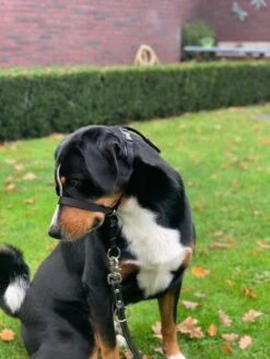 Gentle Leader Hoofdhalster Medium Zwart Beaphar -Hondenproducten 900x1200 3