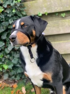 Gentle Leader Hoofdhalster Medium Zwart Beaphar -Hondenproducten 900x1200 4