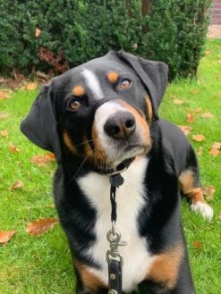 Gentle Leader Hoofdhalster Medium Zwart Beaphar -Hondenproducten 900x1200 5