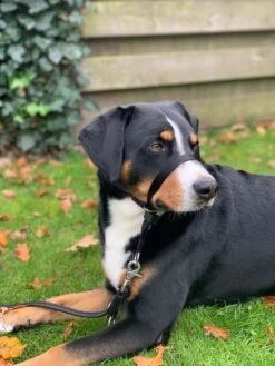 Gentle Leader Hoofdhalster Medium Zwart Beaphar -Hondenproducten 900x1200 6