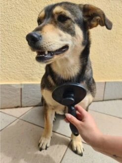 Purlov Zelfreinigende Kattenborstel En Hondenborstel - Haarverwijderaar Voor Huisdieren - Hondenborstel -Hondenhaar Kattenhaar Verwijderaar -Hondenproducten 901x1200 2