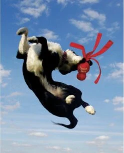 Kong Wubba - Hondenspeelgoed - Assorti - S: 24 Cm -Hondenproducten 973x1200 4