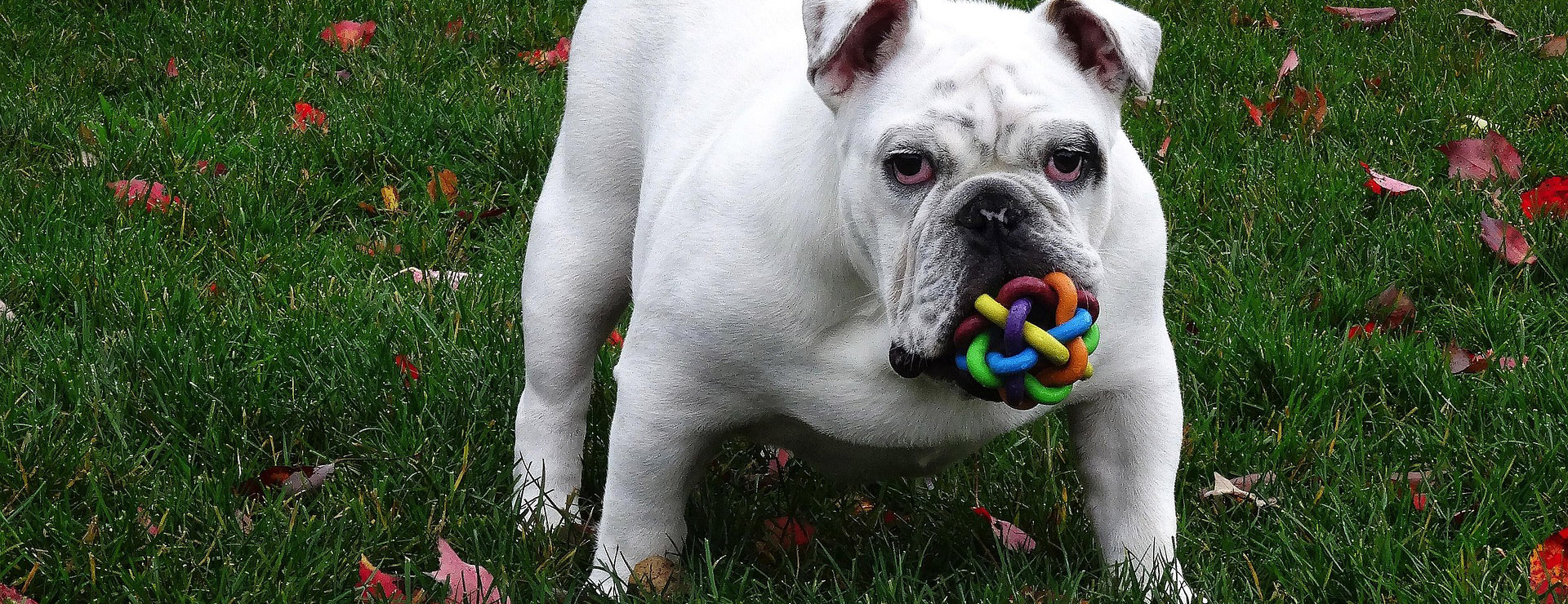 Hondenproducten -Hondenproducten dog 715531 1920