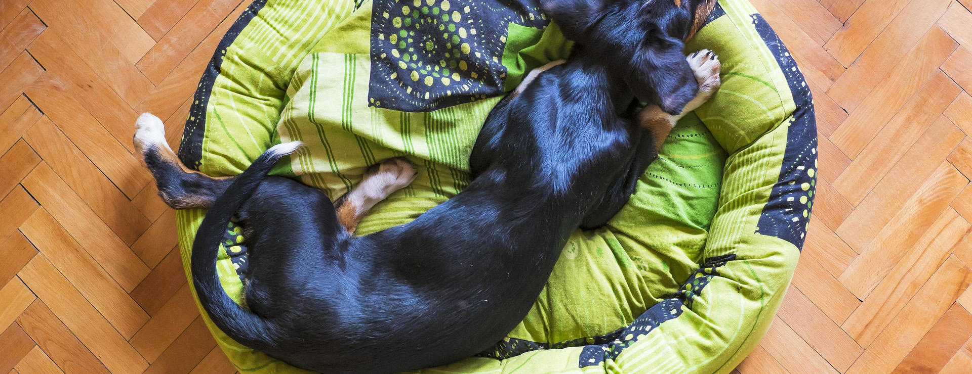 Hondenproducten -Hondenproducten dog sleeping 5216758 1920